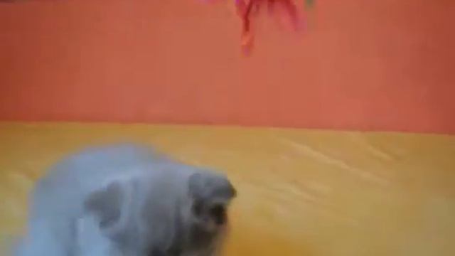 Шикарная супер щекастая вислоухая кошечка смотреть онлайн