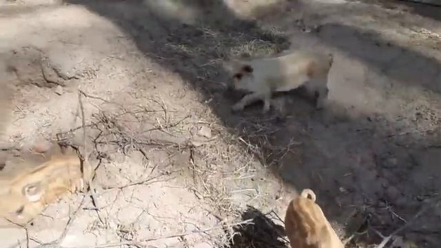 Поросята венгерской мангалицы живут без уколов железа. смотреть онлайн