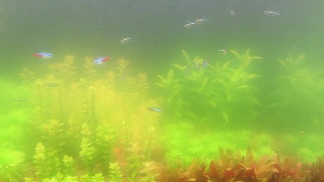 Зеленая вода в аквариуме. Что делать при цветении воды в аквариуме. смотреть онлайн