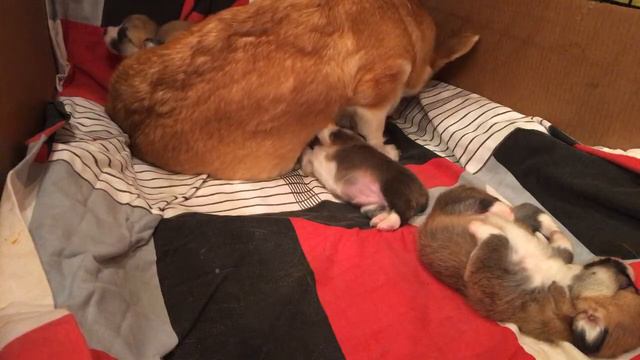 Вельш Корги Пемброк прямая трансляция / Welsh Corgi Pembroke Live Stream смотреть онлайн