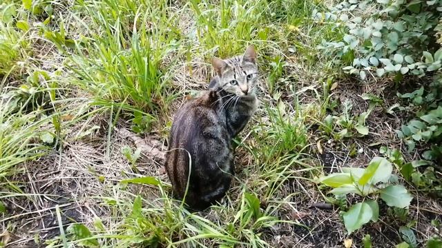Вышел покормить котиков. Белевское поле. СПб смотреть онлайн
