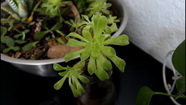 SUCULENTA ECHEVERIA EN AGUA смотреть онлайн