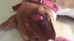 Remove mango worms from dog - Remove mango worms from dog skin Удалите манговых червей с кожи собак