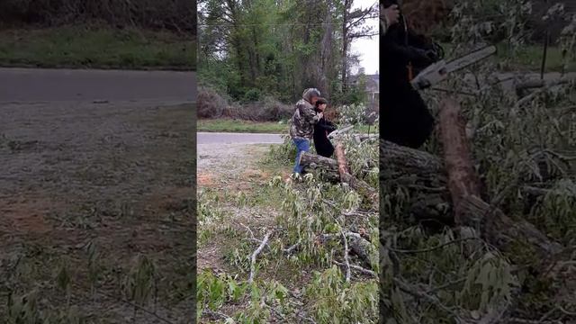 Stephen Cutting Tree With Chainsaw