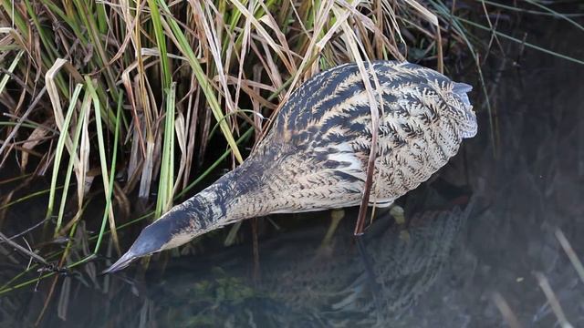 Bučiak veľký (Botaurus stellaris), Jakubovské rybníky смотреть онлайн
