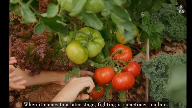 #90 Everything About Tomatoes: Growing, Harvesting, Preserving, Cooking смотреть онлайн