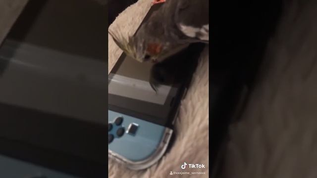 Bird squares up with nintendo switch :0 смотреть онлайн