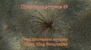 Приятные встречи 69 Крылатка Русселя лучистая под душевную музыку Ricky King Воздушная