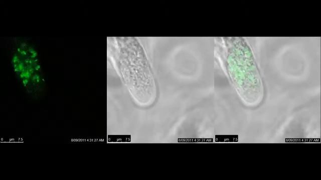 A Glycosyltransferase from Nicotiana alata Pollen Mediates Synthesis of a Linear (1,5)-α-L-Arabinan смотреть онлайн
