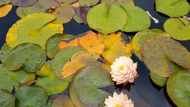 Нимфея Awesome (Nymphaea Awesome), нимфея Авесом смотреть онлайн