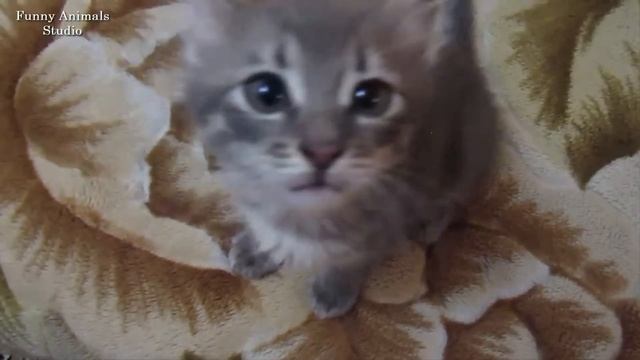 Funny Animals - Котёнок по имени Тракторёнок смотреть онлайн