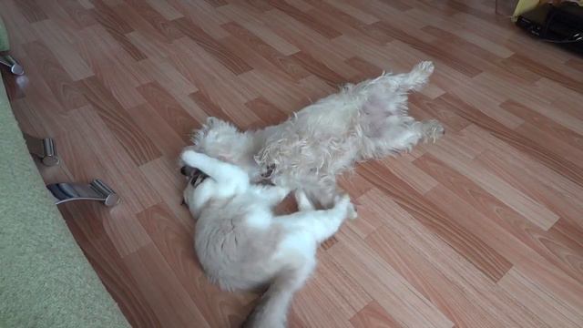 вест хайленд и кошка смотреть онлайн