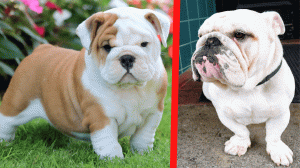 Английский бульдог