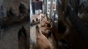 самая яйценосская порода кур.загорская лососевая.