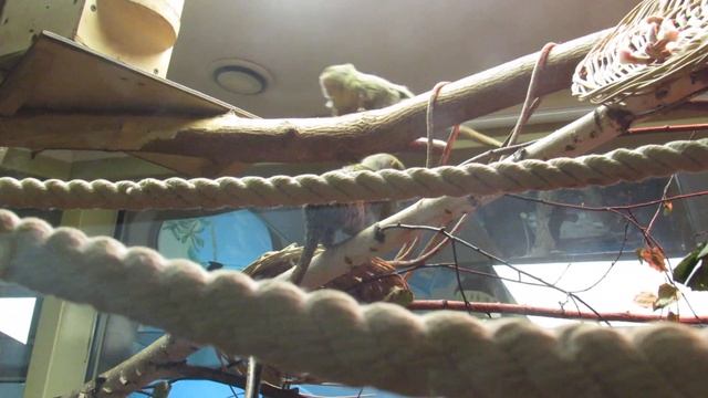 Карликовая мармозетка. 11.12.19 г. смотреть онлайн