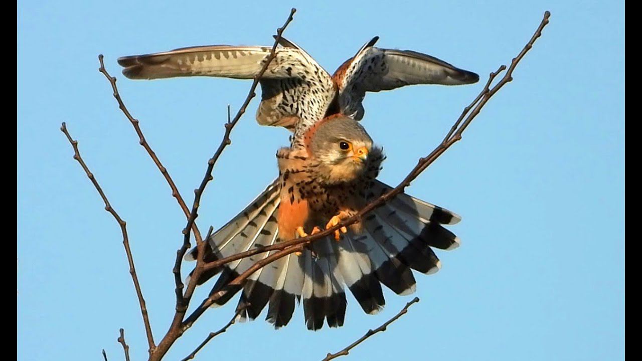 Как Пустельга отбирает гнездо у сорок смотреть онлайн