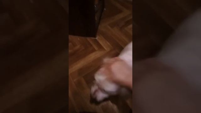 Самый красивый пёс, после стрижки. смотреть онлайн