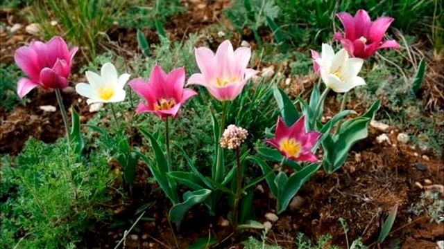 Тюльпаны Талгара смотреть онлайн