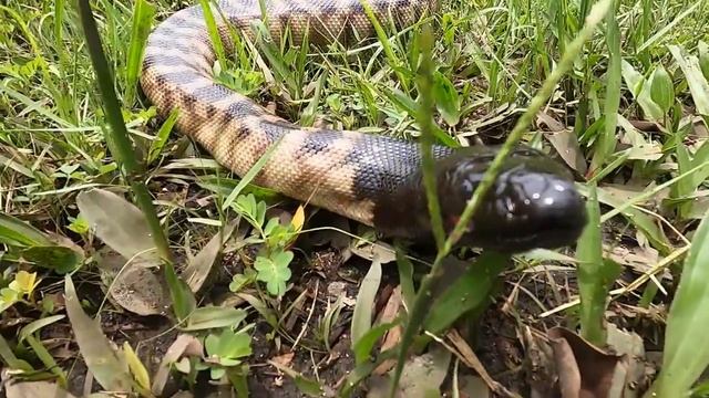 Bye Bye Black-headed Python! смотреть онлайн