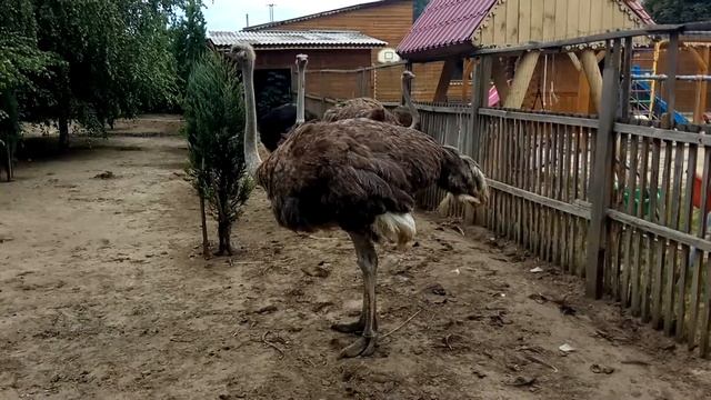 СТРАУСЫ, СТРАУС Испугался Убегает (птицы видео зоопарк, Краматорск) смотреть онлайн