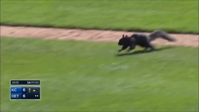 MLB: Animal Interference