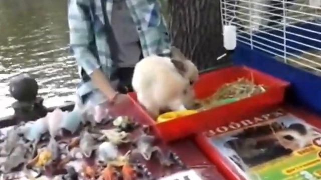 Трогательный зоопарк смотреть онлайн
