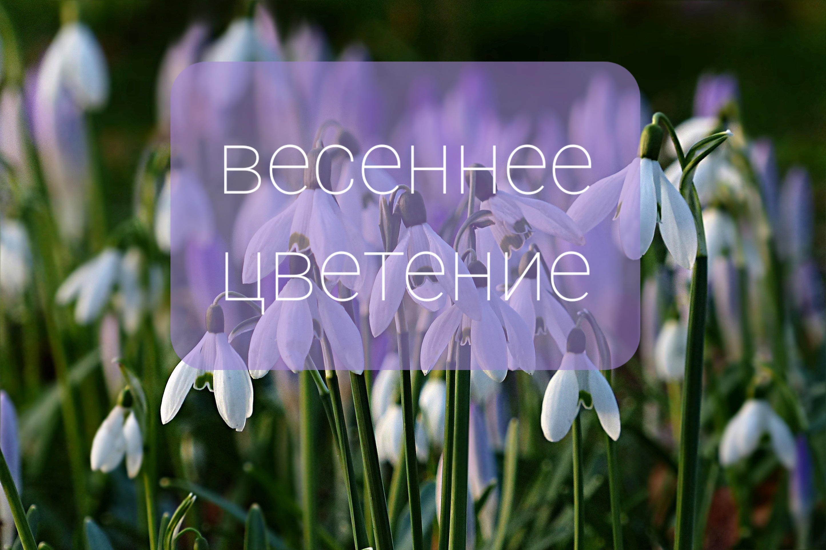 Цветение подснежников. Таймлапс смотреть онлайн