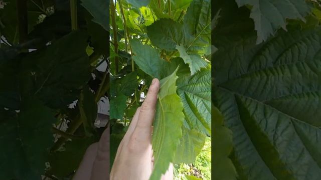 Ежевика Чёрная Магия 21.06.2023год.