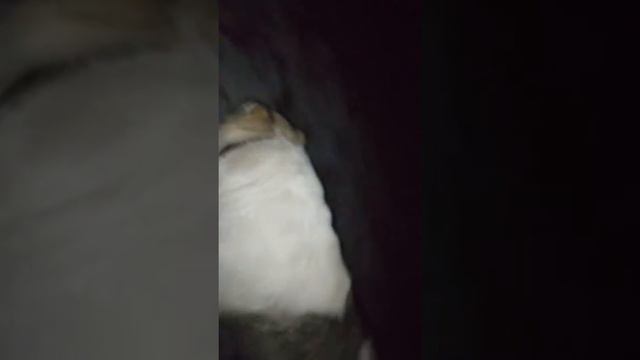 Гуляю с Алабаем смотреть онлайн