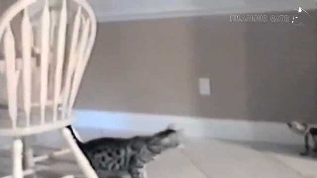 Funny Scared Cat Videos - Startled Cats Compilation _ Hilarious Cats #93