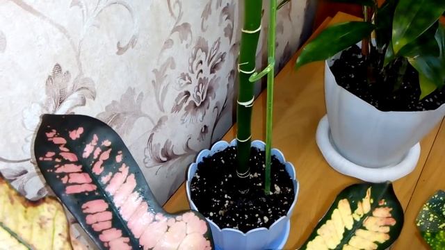 Комнатные цветы .Драцены и кротоны . смотреть онлайн