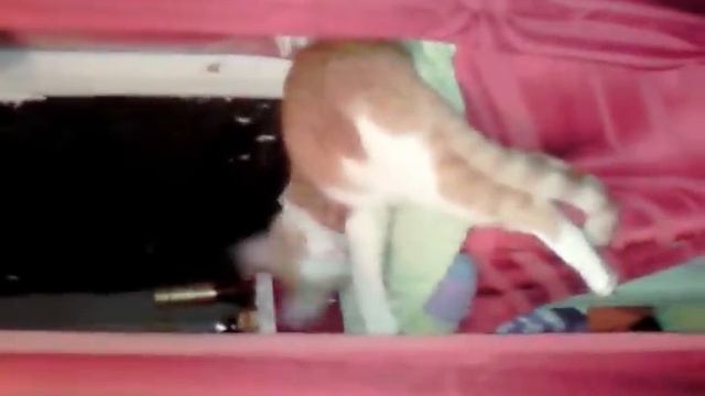Котик включает фары-"ближний свет".mp4 смотреть онлайн