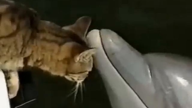 Дельфин и кот смотреть онлайн