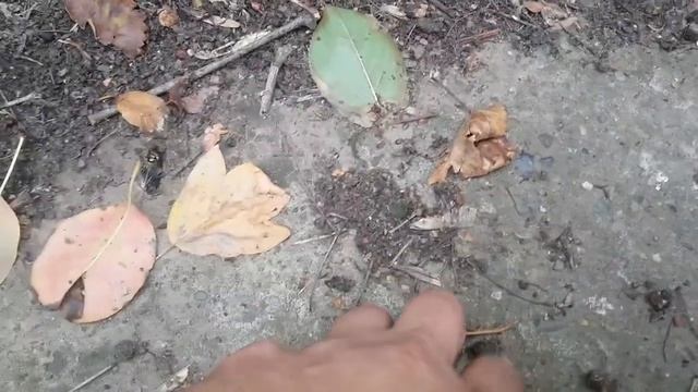 Ёжик собрался зимовать смотреть онлайн