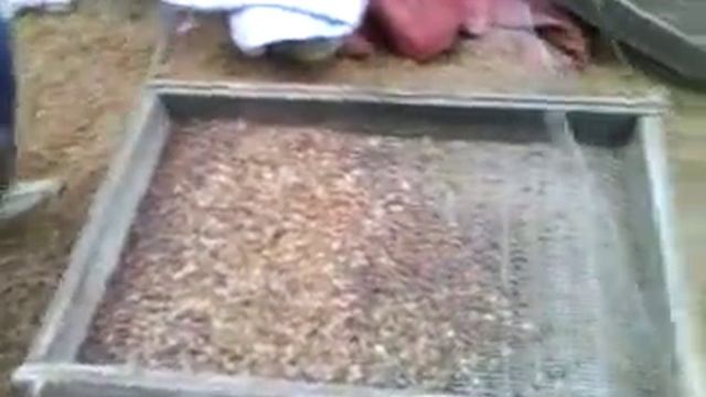 Добыча ореха смотреть онлайн