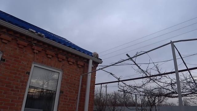 В ДОМЕ НА КУБАНИ. НАЧИНАЕМ РАБОТЫ В ТЕПЛИЦЕ. РАСКИСЛЯЕМ ПОЧВУ. Бонька везде рядом. смотреть онлайн