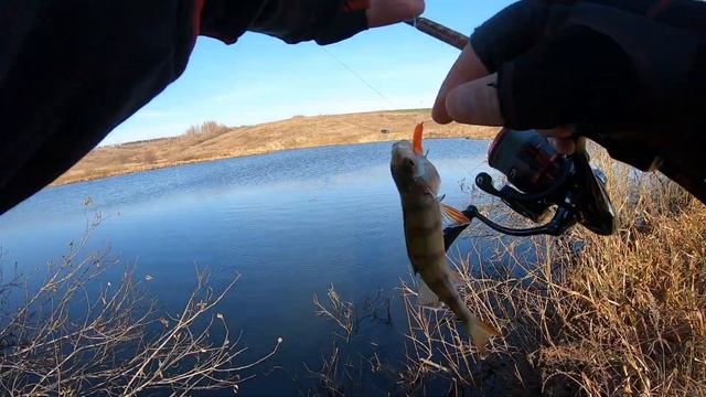 Думал ЗАЦЕП! НО Потом он ОЖИЛ!!! Осенняя рыбалка на ОКУНЯ на Незнакомом водоёме!!! смотреть онлайн