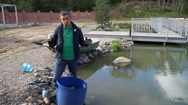 Запускаю белугу в пруд для регуляции численности карпа в пруду. смотреть онлайн
