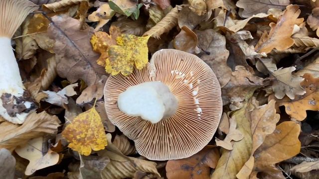 Lactarius flexuosus (Млечник извилистый, Серушка), November 7, 2020 смотреть онлайн