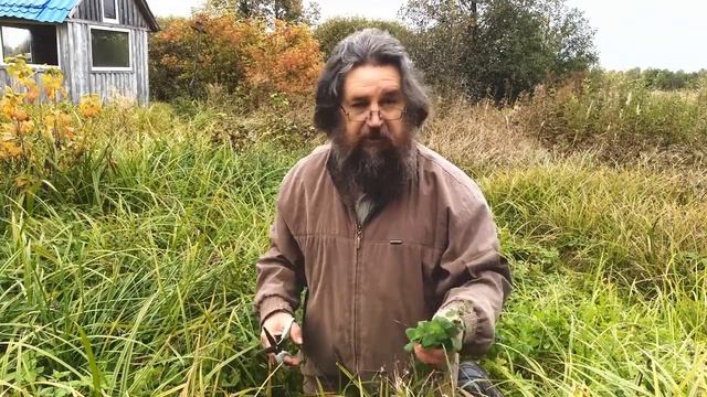 Мята -приятное здоровье смотреть онлайн