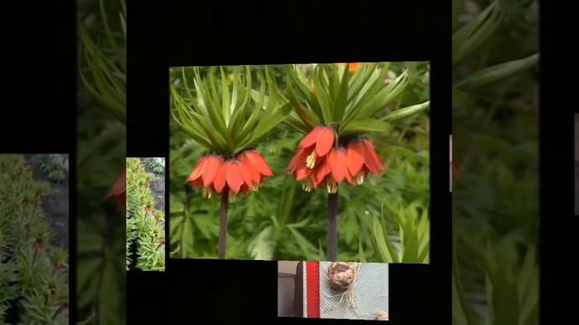 Рябчики императорские. Ашукино. смотреть онлайн