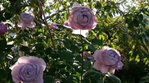 Розы. Второе цветение. Две прекрасные розы флорибунды в моем саду: Розенфацинацион и Поэзия.