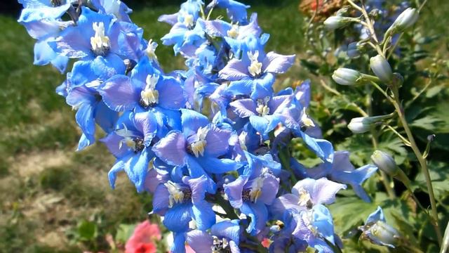 Blue Flowers - Free Stock Creative Commons Video смотреть онлайн