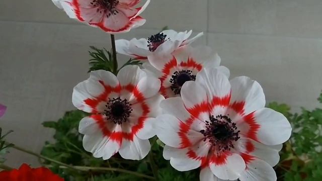 Anêmona Flor Anêmona, planta delicada decorativa, planta japonesa asiática. смотреть онлайн