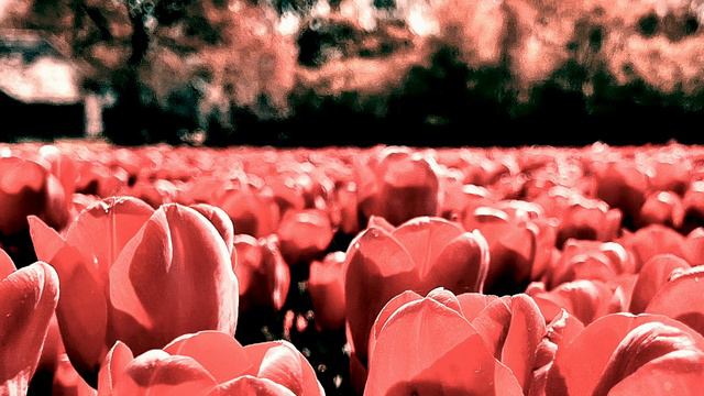 James Blake - Limit To Your Love (Daniel Bortz Edit) смотреть онлайн