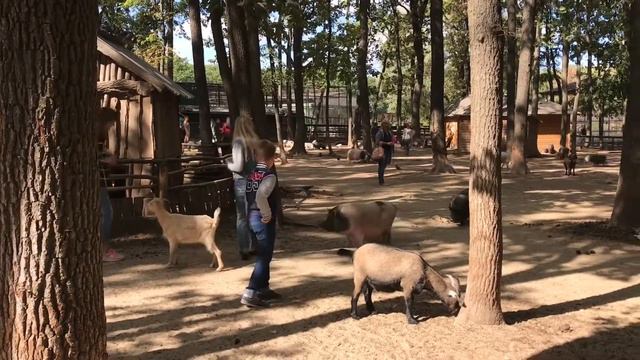 15.09.2019 Харьков Парк Фельдмана контактный зоопарк смотреть онлайн