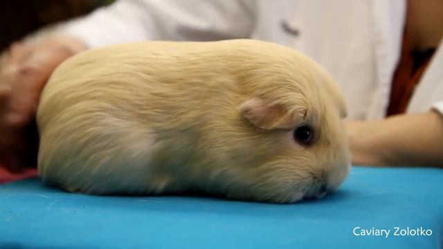 Выставка морских свинок 