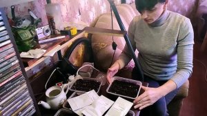 Сеем лобелию на кашпо, гацанию.