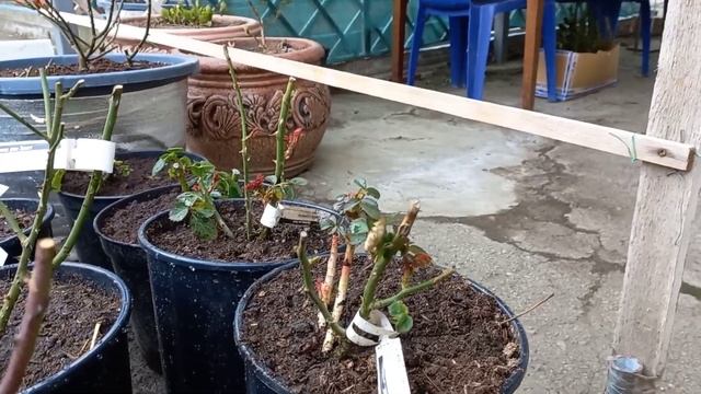 Vlog-129 Грунт, контейнеры - саженцы РОЗ, посадка?? смотреть онлайн