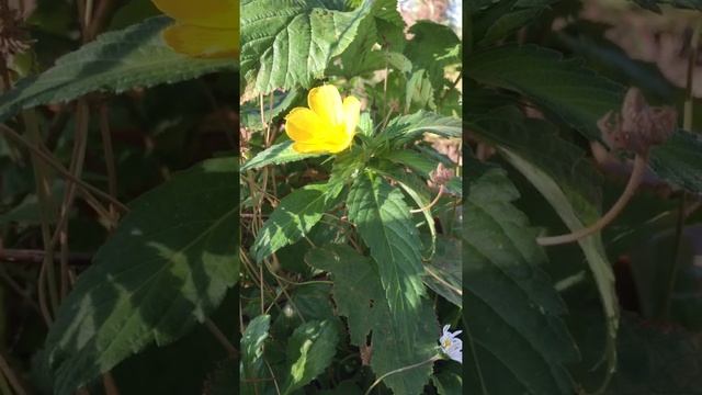 Turnera ulmifolia смотреть онлайн